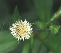 Eclipta prostrata - Flower head - Click to enlarge!