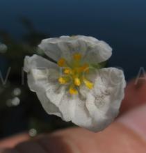 Egeria densa - Flower - Click to enlarge!