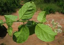 Ehretia cymosa - Leaf insertion - Click to enlarge!