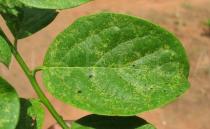 Ehretia cymosa - Upper surface of leaf - Click to enlarge!