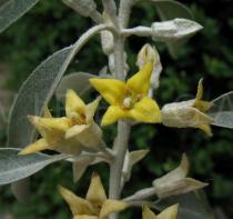 Elaeagnus angustifolia - Flowers - Click to enlarge!