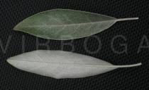 Elaeagnus angustifolia - Upper and lower surface of leaf - Click to enlarge!