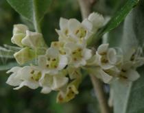 Elaeagnus umbellata - Flowers close-up - Click to enlarge!