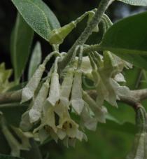 Elaeagnus umbellata - Flowers side view - Click to enlarge!