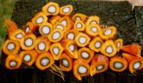 Elaeis guineensis - Tenera oil palm fruits - Click to enlarge!