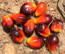 Elaeis guineensis - Fruits - Click to enlarge!