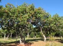 Elaeocarpus serratus - Habit - Click to enlarge!