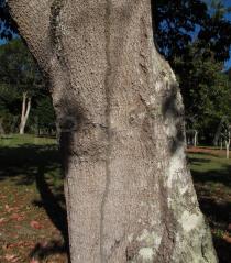 Elaeocarpus serratus - Bark - Click to enlarge!