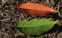 Elaeocarpus serratus - Lower surface of leaves - Click to enlarge!
