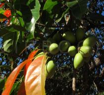Elaeocarpus serratus - Foliage and fruits - Click to enlarge!