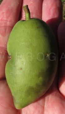 Elaeocarpus serratus - Fruit - Click to enlarge!