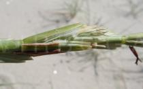 Elymus farctus - Spikelet with pistil and stamens - Click to enlarge!