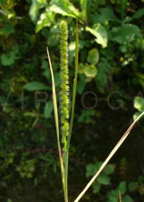 Elytrophorus spicatus - Inflorescence - Click to enlarge!
