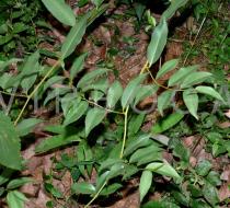 Embelia ribes - Foliage - Click to enlarge!