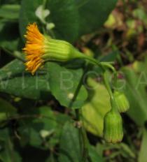 Emilia coccinea - Flower head, side view - Click to enlarge!