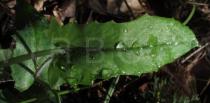 Emilia fosbergii - Upper surface of leaf - Click to enlarge!
