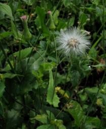 Emilia sonchifolia - Inflorescences and infructescence - Click to enlarge!