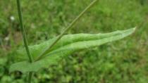 Emilia sonchifolia - Upper surface of leaf - Click to enlarge!