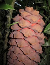 Encephalartos laurentianus - Cone - Click to enlarge!