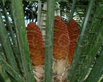 Encephalartos laurentianus - Cones - Click to enlarge!