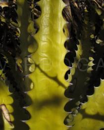 Encholirium spectabile - Leaf, close-up - Click to enlarge!