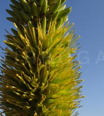 Encholirium spectabile - Inflorescence, close-up - Click to enlarge!