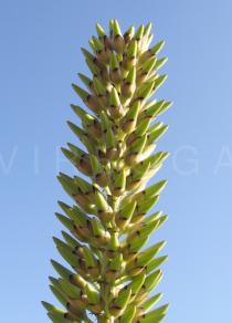 Encholirium spectabile - Flower buds - Click to enlarge!