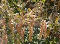 Engelhardia spicata - Inflorescences - Click to enlarge!