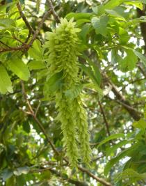 Engelhardia spicata - Inflorescence - Click to enlarge!