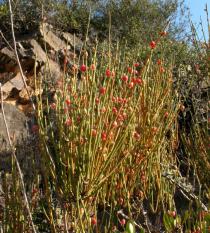 Ephedra fragilis - Branch with fruits - Click to enlarge!