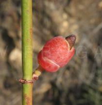 Ephedra fragilis - Fruit - Click to enlarge!