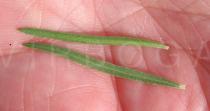 Epilobium dodonaei - Upper and lower surface of leaf - Click to enlarge!