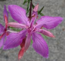 Epilobium dodonaei - Flower - Click to enlarge!