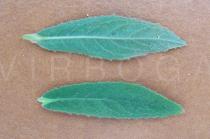 Epilobium hirsutum - Top and lower side of leaf - Click to enlarge!