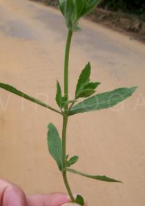 Epilobium hirsutum - Leaf arrangement - Click to enlarge!