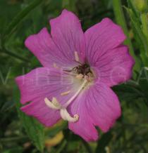 Epilobium hirsutum - Flower with pollinator - Click to enlarge!