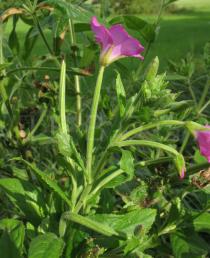 Epilobium hirsutum - Flower, side view - Click to enlarge!