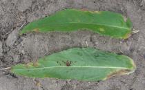 Epilobium hirsutum - Upper and lower surface of leaf - Click to enlarge!
