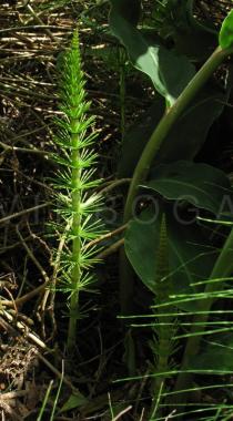 Equisetum telmateia - Young stem - Click to enlarge!