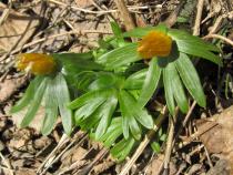 Eranthis hyemalis - Flower buds - Click to enlarge!