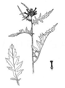Erechtites valerianifolia - Click to enlarge!