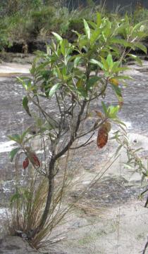 Eremanthus erythropappus - Habit of juvenile tree - Click to enlarge!