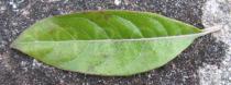 Eremanthus erythropappus - Upper surface of leaf - Click to enlarge!