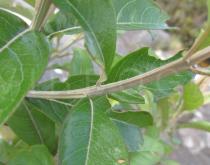 Eremanthus erythropappus - Leaf insertion - Click to enlarge!