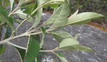 Eremanthus erythropappus - Branch - Click to enlarge!