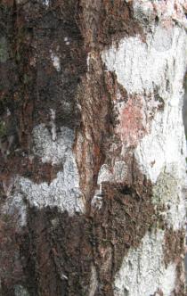 Eremanthus erythropappus - Bark - Click to enlarge!