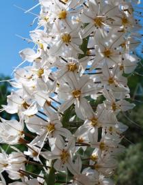 Eremurus himalaicus - Flowers - Click to enlarge!