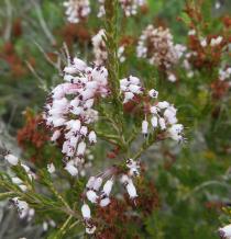 Erica multiflora - Inflorescence - Click to enlarge!