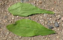 Erigeron annuus - Upper and lower surface of leaf - Click to enlarge!