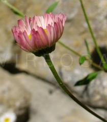Erigeron karvinskianus - Flower side view - Click to enlarge!